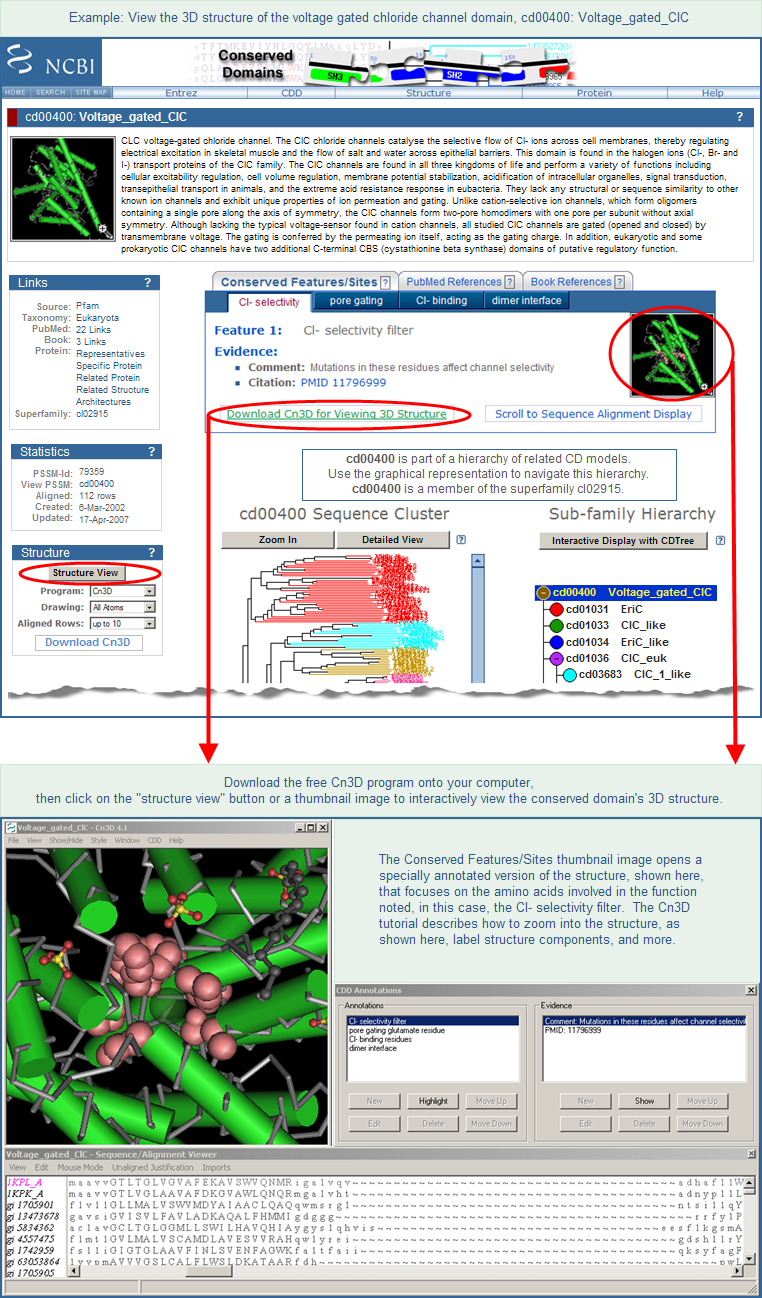 Illustration of the NCBI-curated domain for the Voltage-Gated Chloride Channel, cd00400, which includes links to a representative 3D structure. Click anywhere on the image to open the complete, interactive record for this domain model in the Conserved Domain Database (CDD).