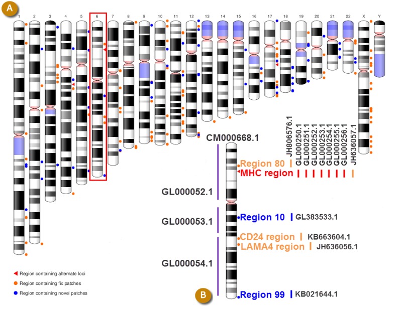 Figure 3. . A: Ideogram representation of the human genome, with the locations of regions represented by alternate loci and patch scaffolds in the GRCh37.