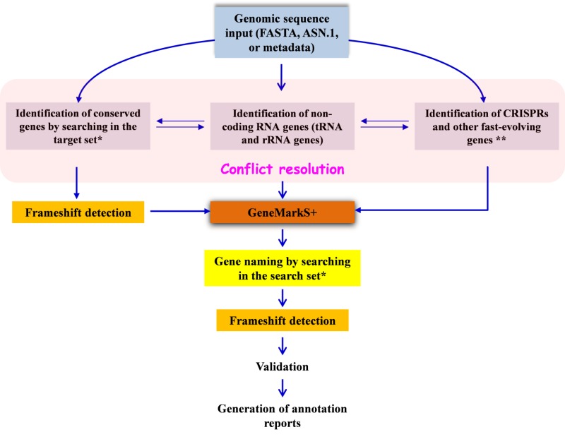 Figure 4. . NCBI Prokaryotic Genome Annotation Pipeline diagram.