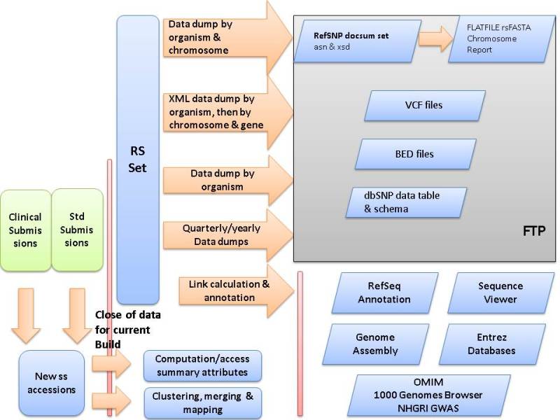 Figure 1. . SNP Build Cycle.