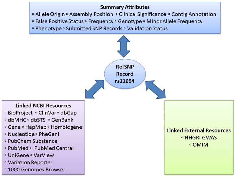 Figure 2. . The refSNP Summary Record (refSNP Cluster Report).