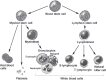 FIGURE 8-1. Hematopoiesis of stem cell differentiation.