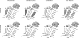 FIGURE 8.2. Comparison of allometric exponents for total brain mass, cerebral cortex mass, cerebellar mass, and rest of brain mass as a function of numbers of neurons (Left) or nonneuronal cells (Right).