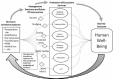 FIGURE 3-4. Modified DPSR (drivers, pressures, states, response) decision framework for optimizing management decisions that affect production of coastal marine and ocean ecosystem services.