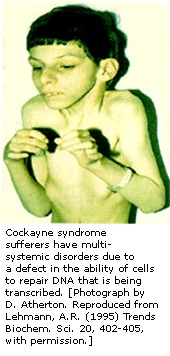 Image Cockayne.jpg