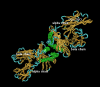 The HFE protein. The HFE protein is similar in structure to MHC class I, consisting of two pairs of alpha and beta chains.