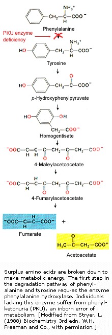 Image Metabolism.jpg