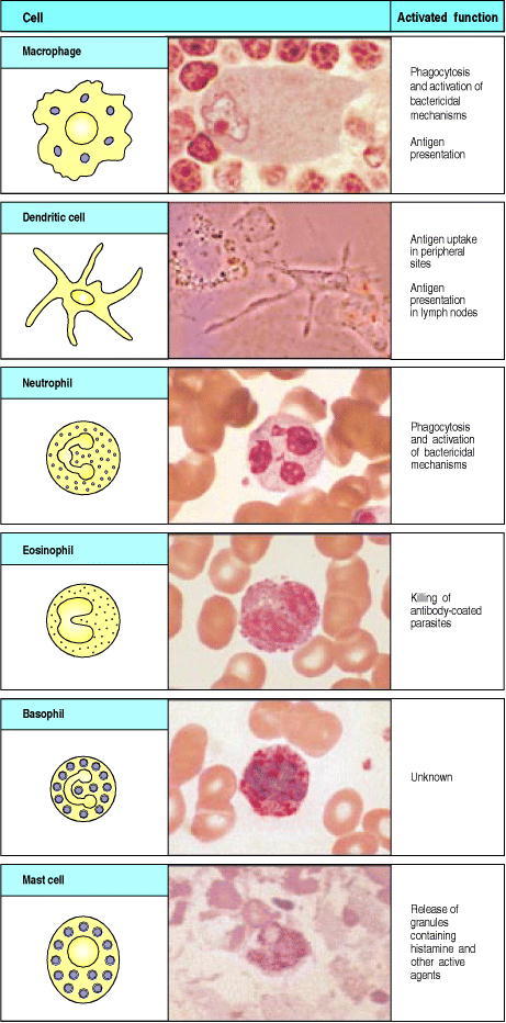 Figure 1.4. Myeloid cells in innate and adaptive immunity.