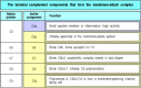 Figure 2.23. The terminal complement components assemble to form the membrane-attack complex.