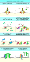 Figure 2.26. Complement activation is regulated by a series of proteins that serve to protect host cells from accidental damage.