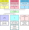 Figure 2.8. Overview of the main components and effector actions of complement.