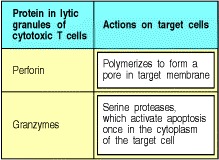 Figure 8.36. Cytotoxic effector proteins released by cytotoxic T cells.