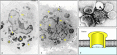 Figure 8.37. Perforin released from the lytic granules of cytotoxic T cells can insert into the target cell membrane to form pores.