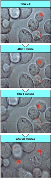 Figure 8.38. Effector molecules are released from T-cell granules in a highly polar fashion.