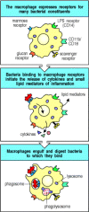 Figure 2.5. Phagocytes bear several different receptors that recognize microbial components and induce phagocytosis.