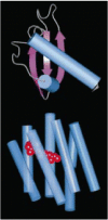 Figure 2.32. Chemokines are a family of proteins of similar structure that bind to chemokine receptors, themselves part of a large family of G protein-coupled receptors.