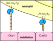 Figure 2.35. Phagocyte adhesion to vascular endothelium is mediated by integrins.