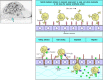 Figure 2.36. Neutrophils leave the blood and migrate to sites of infection in a multistep process mediated through adhesive interactions that are regulated by macrophage-derived cytokines and chemokines.