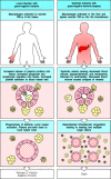 Figure 2.37. The release of TNF-α by macrophages induces local protective effects, but TNF-α can have damaging effects when released systemically.