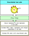 Figure 2.40. Interferons are antiviral proteins produced by cells in response to viral infection.