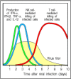 Figure 2.41. Natural killer cells (NK cells) are an early component of the host response to virus infection.