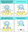 Figure 2.42. Possible mechanisms by which NK cells distinguish infected from uninfected cells.