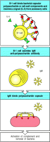 Figure 2.43. CD5 B cells might be important in the response to carbohydrate antigens such as bacterial polysaccharides.