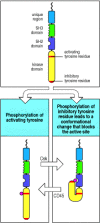 Figure 6.10. Regulation of Src-family kinase activity.