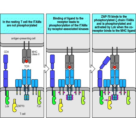 Figure 6.11. Clustering of the T-cell receptor and a co-receptor initiates signaling within the T cell.