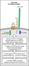 Figure 6.12. B-cell antigen receptor signaling is modulated by a co-receptor complex of at least three cell-surface molecules, CD19, CD21, and CD81.