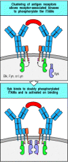 Figure 6.13. Full phosphorylation of the ITAMs on clustered Igα or β chains associated with the B-cell receptor creates binding sites for Syk and Syk activation via transphosphorylation.