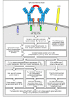 Figure 6.14. Simplified outline of the intracellular signaling pathways initiated by cross-linking of B-cell receptors by antigen.