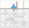 Figure 6.15. Simplified outline of the intracellular signaling pathways initiated by the T-cell receptor complex and its co-receptor.