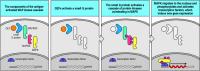 Figure 6.16. MAP kinase cascades activate transcription factors.