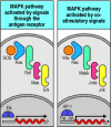 Figure 6.17. Initiation of MAP kinase cascades by guanine-nucleotide exchange factors is involved in both antigen receptor and co-stimulatory signaling.