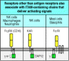 Figure 6.18. Other receptors that pair with ITAM-containing chains can deliver activating signals.