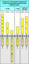 Figure 6.19. Some lymphocyte cell-surface receptors contain motifs involved in downregulating activation.