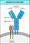 Figure 6.7. The B-cell receptor complex is made up of cell-surface immuno-globulin with one each of the invariant proteins Igα and Igβ.