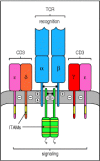 Figure 6.8. The T-cell receptor complex is made up of antigen-recognition proteins and invariant signaling proteins.