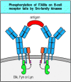 Figure 6.9. Src-family kinases are associated with antigen receptors and phosphorylate the tyrosines in ITAMs.