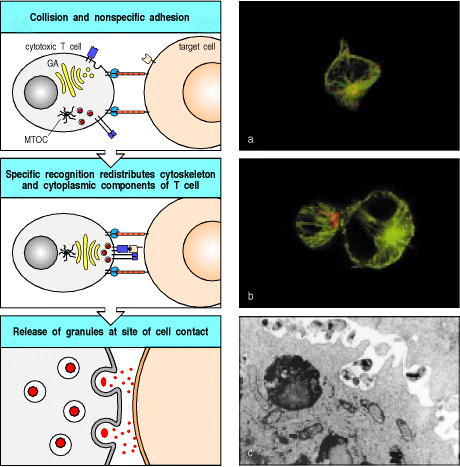 Figure 8.29. The polarization of T cells during specific antigen recognition allows effector molecules to be focused on the antigen-bearing target cell.