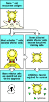 Figure 10.27. Encounter with antigen generates effector T cells and long-lived memory T cells.