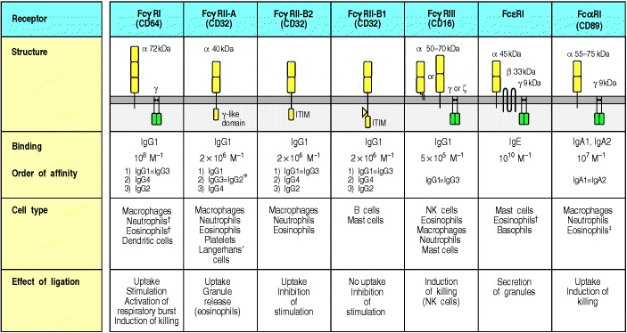 Figure 9.30. Distinct receptors for the Fc region of the different immunoglobulin isotypes are expressed on different accessory cells.