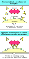 Figure 9.31. Bound antibody is distinguishable from free immunoglobulin by its state of aggregation.