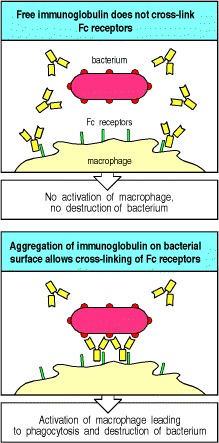 Figure 9.31. Bound antibody is distinguishable from free immunoglobulin by its state of aggregation.