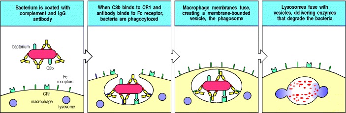 Figure 9.32. Fc and complement receptors on phagocytes trigger the uptake and degradation of antibody-coated bacteria.