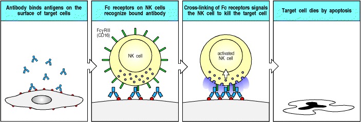 Figure 9.34. Antibody-coated target cells can be killed by NK cells in antibody-dependent cell-mediated cytotoxicity (ADCC).