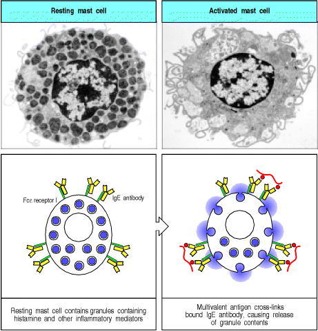 Figure 9.35. IgE antibody cross-linking on mast-cell surfaces leads to a rapid release of inflammatory mediators.