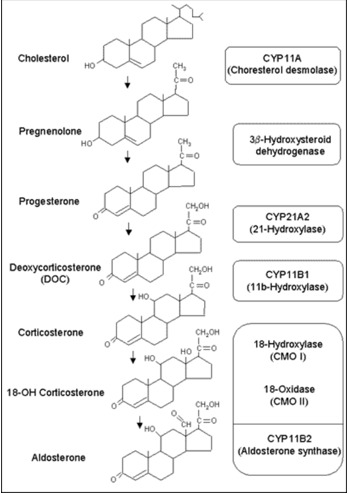 Figure 1. . Aldosterone Biosynthesis.