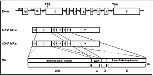 Figure 2. . The linearized structures of the mineralocorticoid receptor gene, mRNAs and protein.